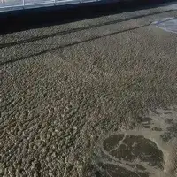 الحمأة